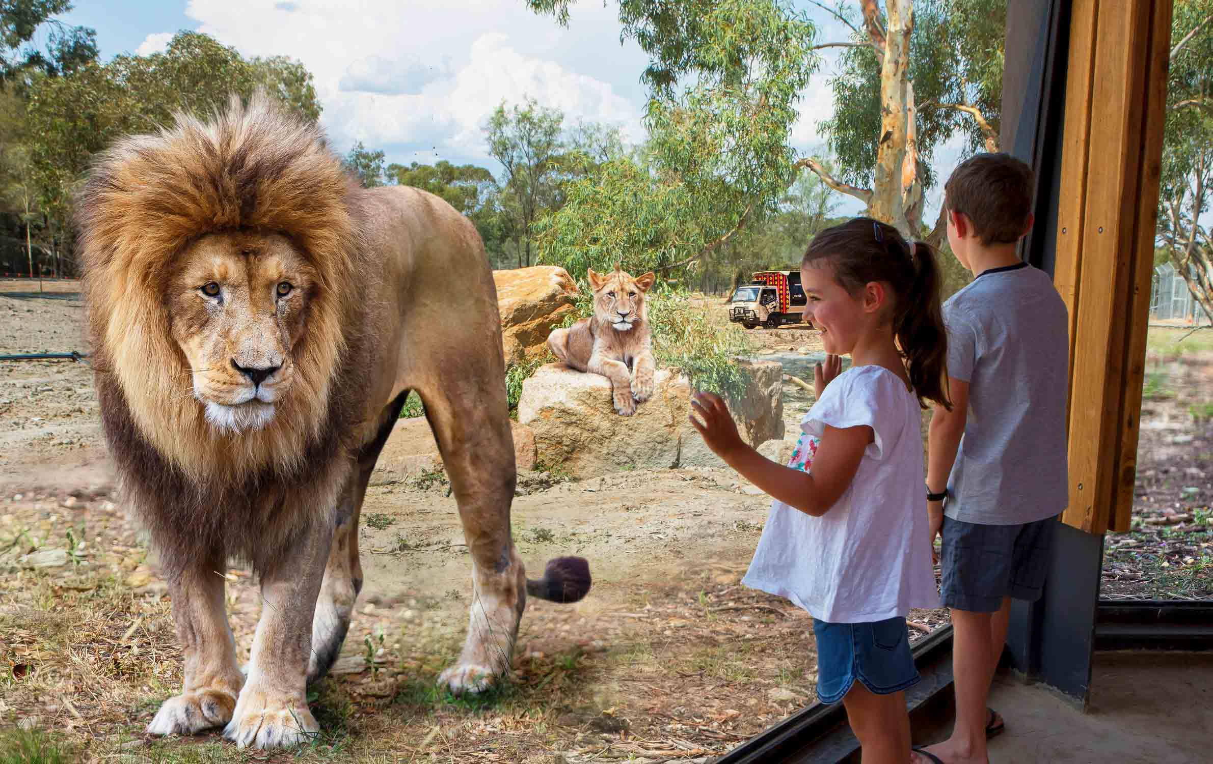 Children view lions at Dubbo's Taronga Western Plains Zoo