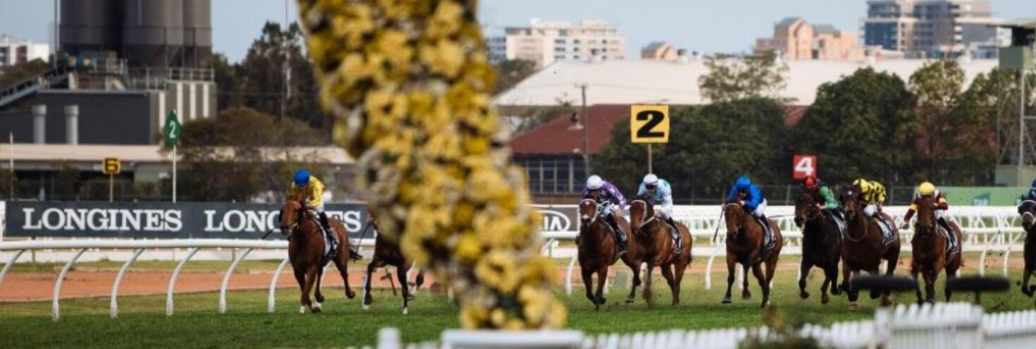 golden rose rosehill race day