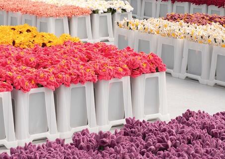 Flower Market-index